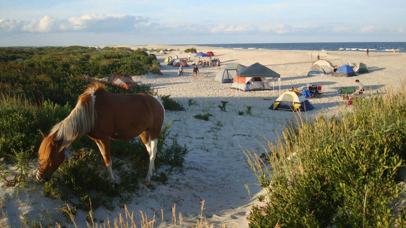 Ponies and camping on assateague island