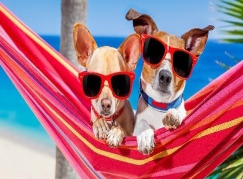 Waggin' Dine & Donate at Macky's Bayside Bar and Grill