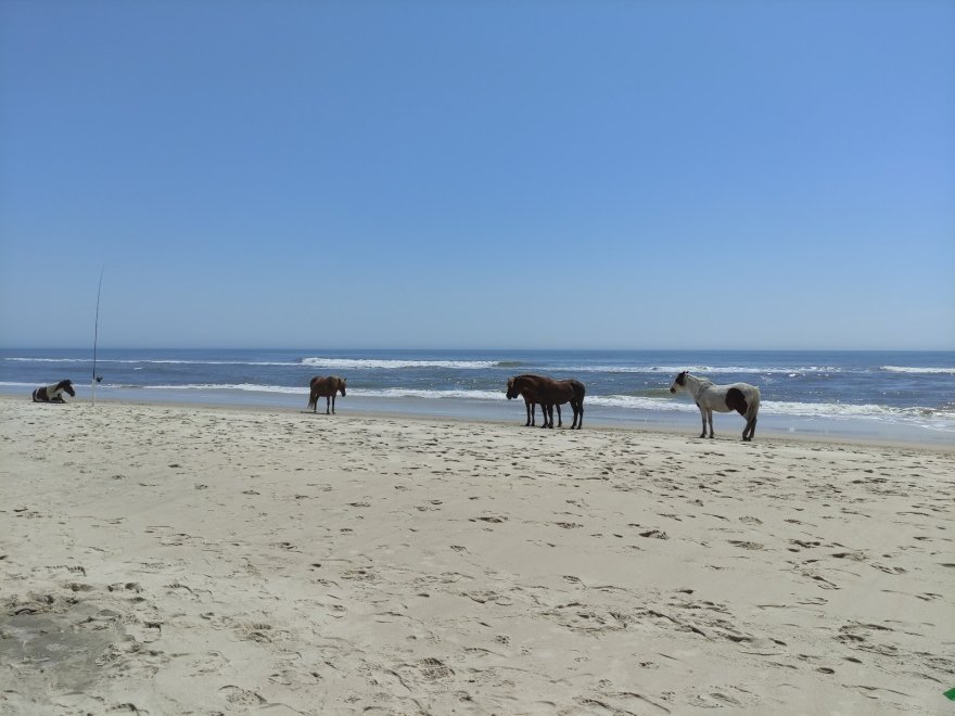 Assateague Island National Seashore