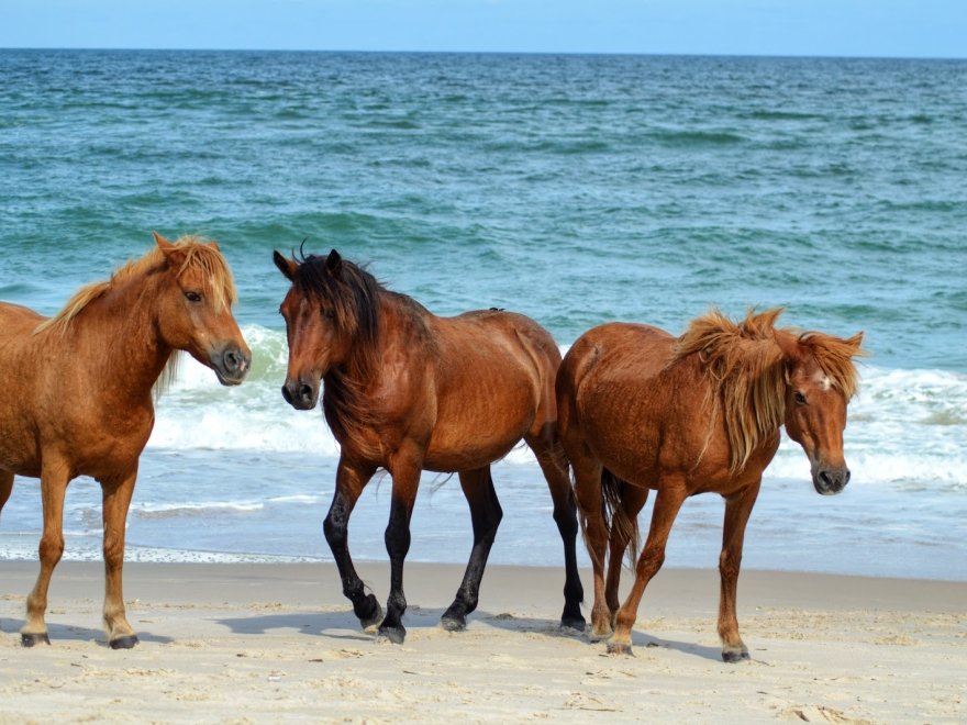 Assateague Island National Seashore