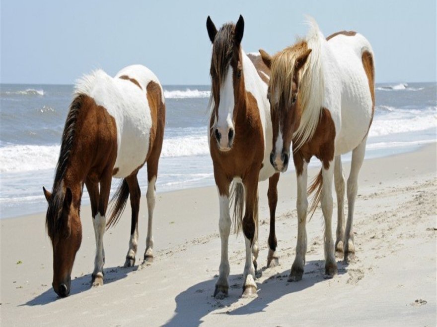 Assateague Island National Seashore