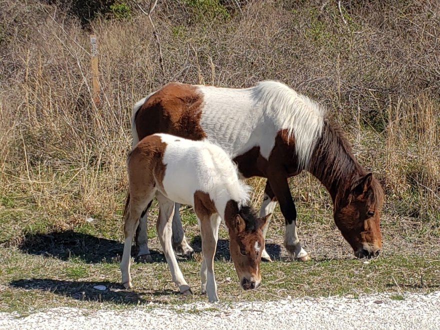 Assateague Island National Seashore