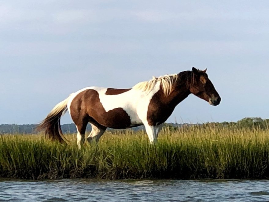 Assateague Island National Seashore