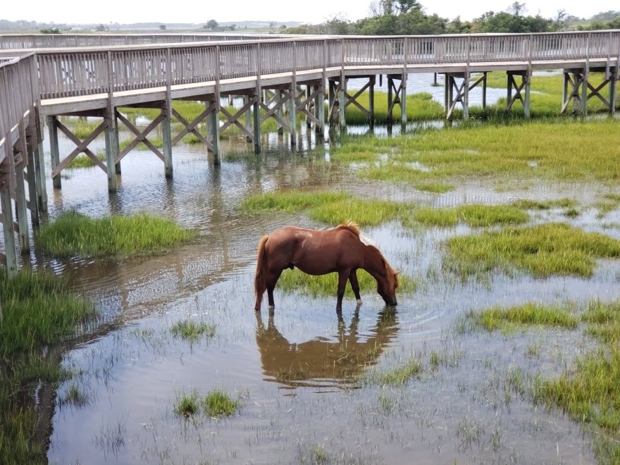 Assateague State Park