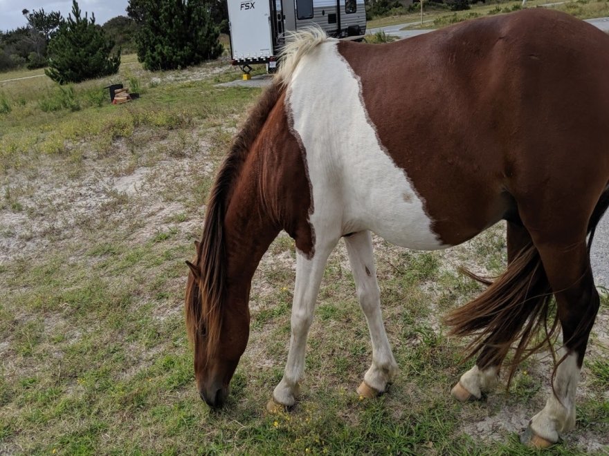 Assateague State Park