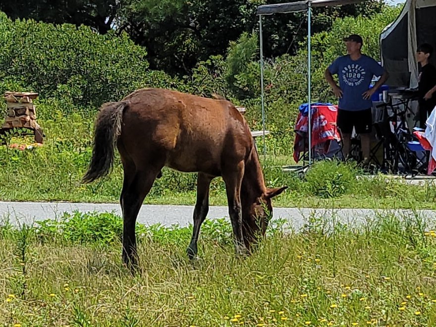 Assateague State Park