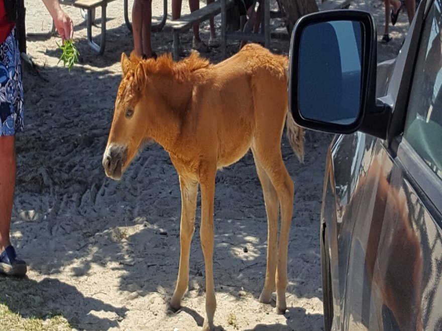 Assateague Outfitters