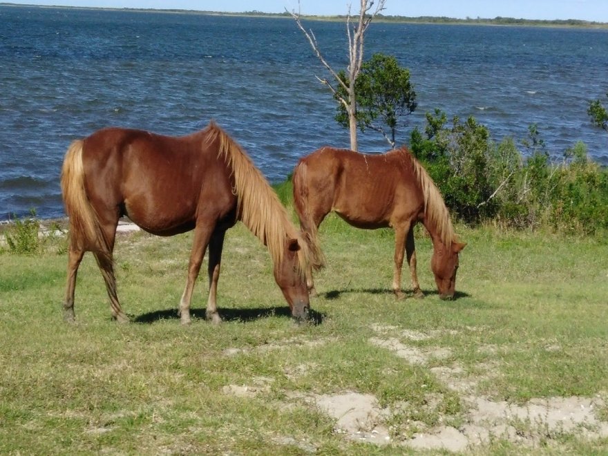 Assateague Crab House