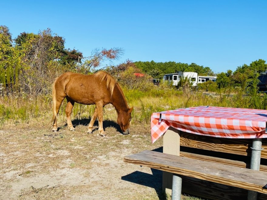 Assateague Island National Seashore - Bayside Drive-in Campground